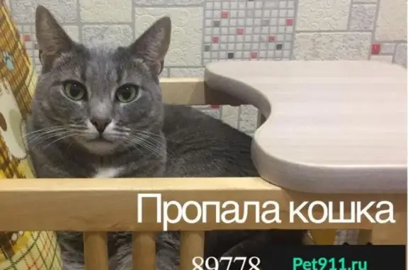 Пропала кошка на ул. Пионерская 14 А, Железнодорожный, Башкортостан