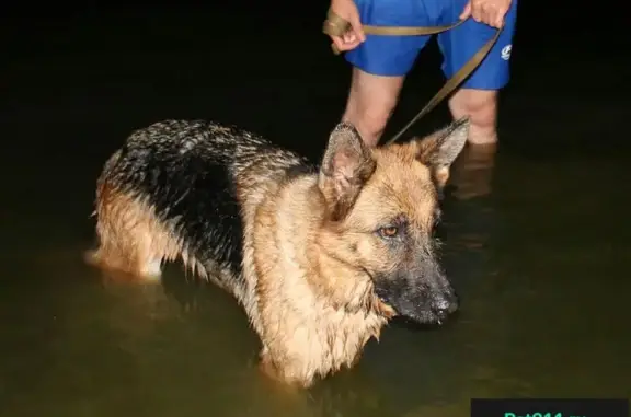 Пропала собака в Таганроге, порода немецкая овчарка, кличка Сильва.