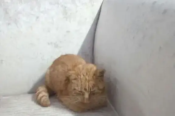 Пропала кошка в Красногорске, найден рыжий кот, ищем хозяев.