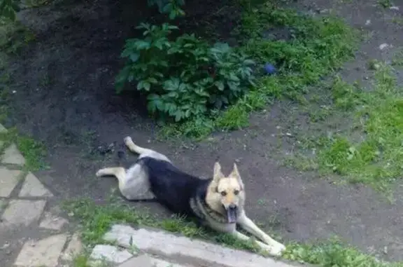 Пропала собака в Жуковском, МО