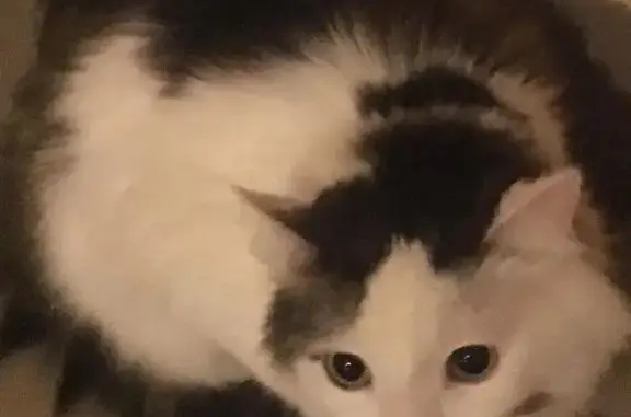 Пропала и найдена кошка на Вернадского, Москва