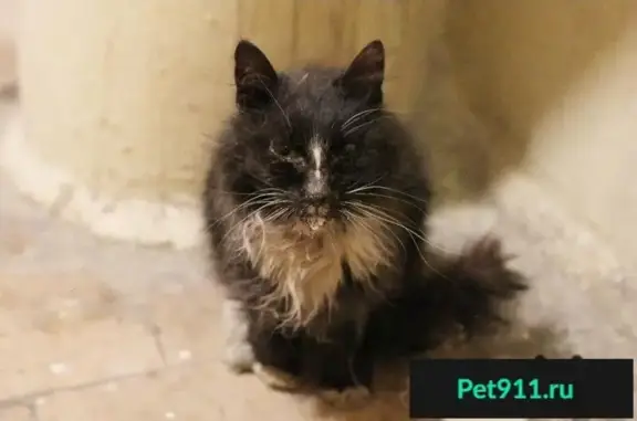 Пропал кот на улице Парковая в Подольске, найден в плохом состоянии