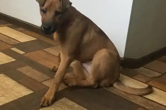 Найден щенок с оранжевым ошейником в Ярославле