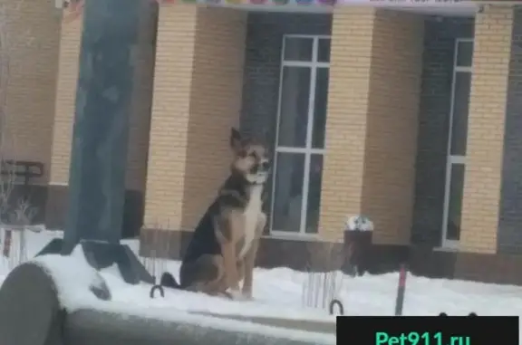Пропала собака в Южном Бутово, Коммунарке, Сосенском!