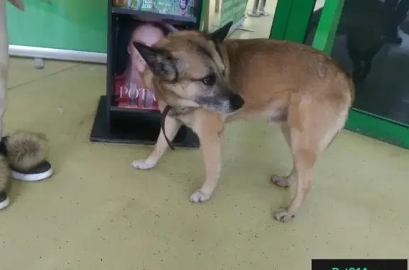 Найдена собака у магазина Твой дом, Москва
