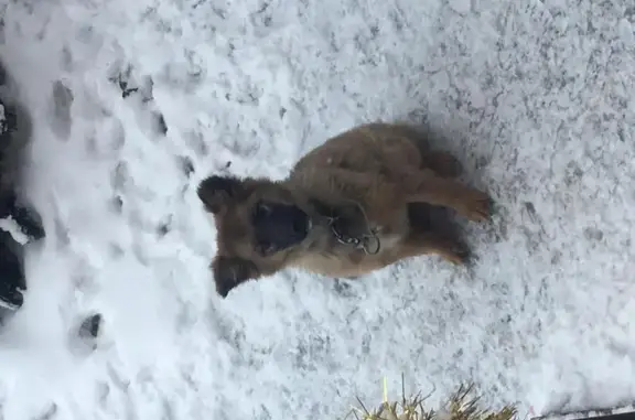 Найдена сука-щенок похожая на кавказскую овчарку в Верхнетемерницком