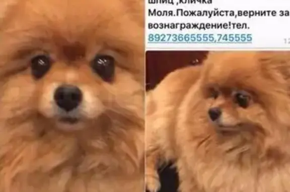 Пропала собака в Пензе на Московской