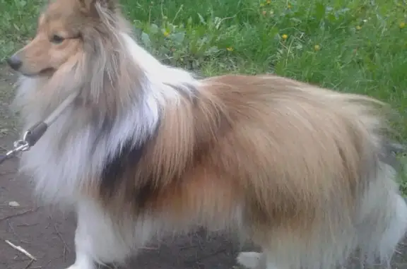 Пропала собака в районе Химкинского лесопарка, вознаграждение гарантировано.