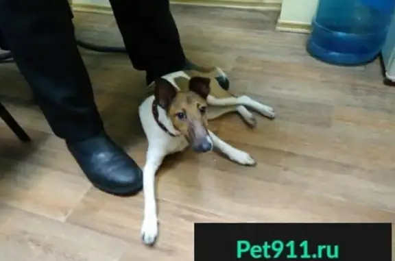 Собака найдена у метро Пионерская.