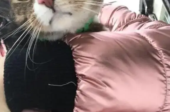 Пропала кошка с зеленым ошейником в Королёве