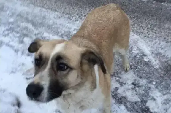 Пропала собака в городе Дзержинский