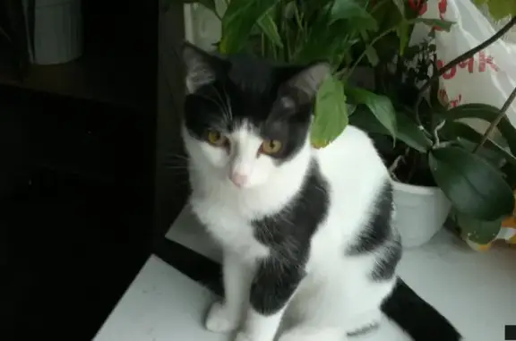 Пропала черно-белая кошка, адрес в Мытищах: ул. Шараповская д.8 к.2 кв.119
