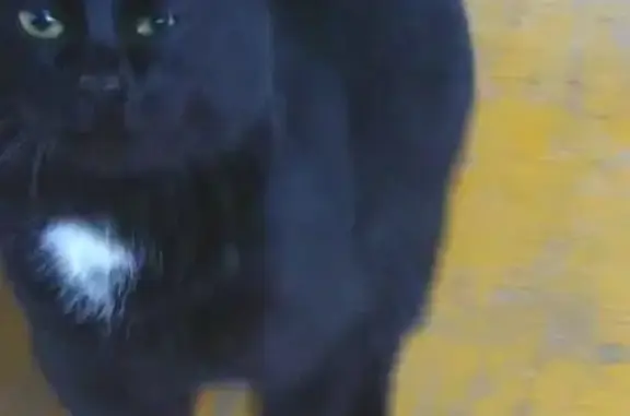 Пропал кот, найден черный кот с белыми пятнами в Сергиевом Посаде