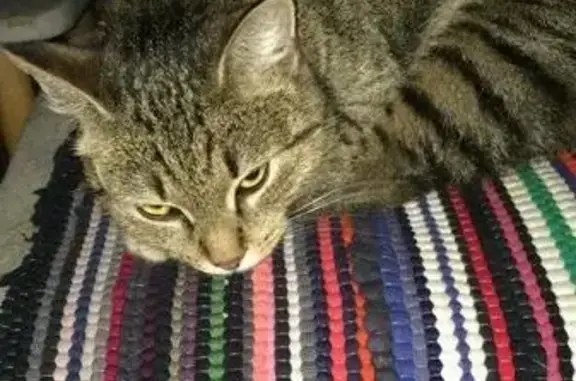 Пропала кошка Кошечка в Подольске
