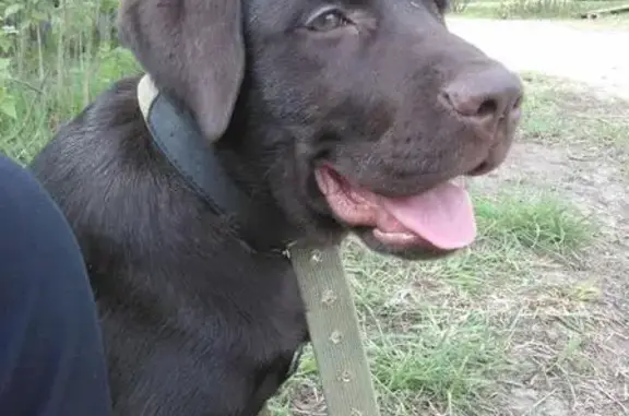 Собаки потеряшки, Напрудное, фото: Потеряшка собака в Напрудном, Тверская область