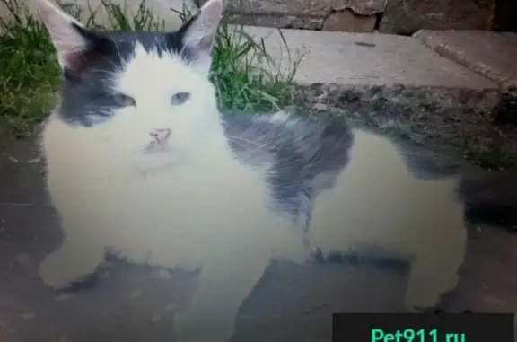 Пропала кошка в районе Маньчжурии, Пенза
