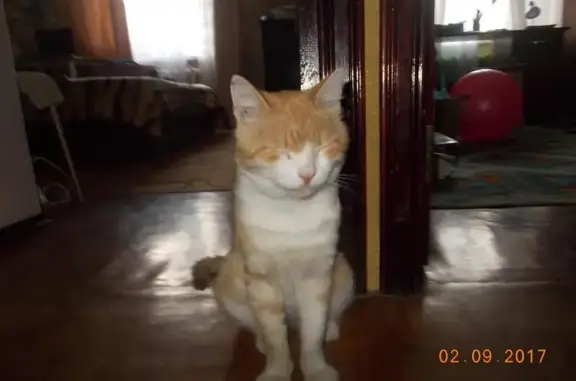 Пропала кошка в Энгельсе-10, Саратовская область