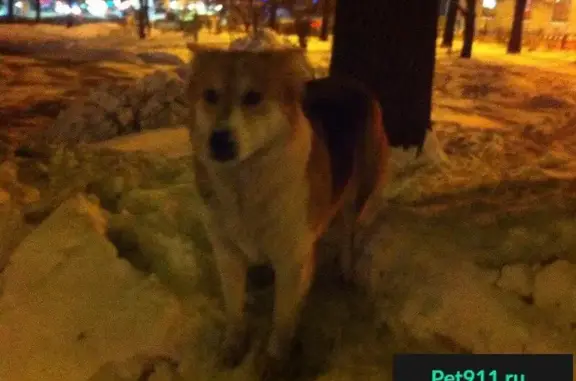 Собака без ошейника найдена на площади Горького (Нижний Новгород)