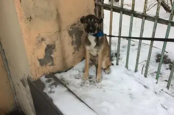 Найден замерзший щенок на Зверинской улице