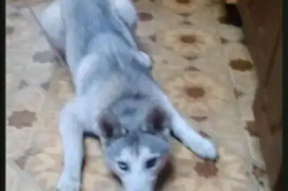 Пропала собака Сибирская хаски на улице Ясная Поляна в Новокузнецке