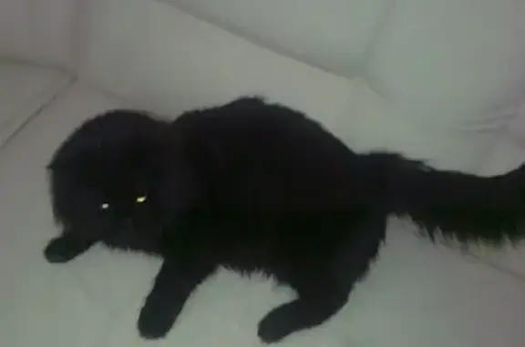 Найден черный кот на Ивантеевской улице в Москве