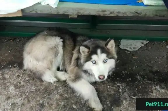 Найдена собака в Владимире.