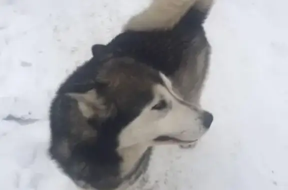 Найдена собака в СНТ Радуга без ошейника