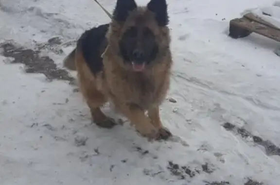 Пропала собака с ошейником и клеймом в Кольчугино