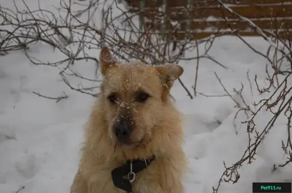 Пропала старая доверчивая собака в Кировске