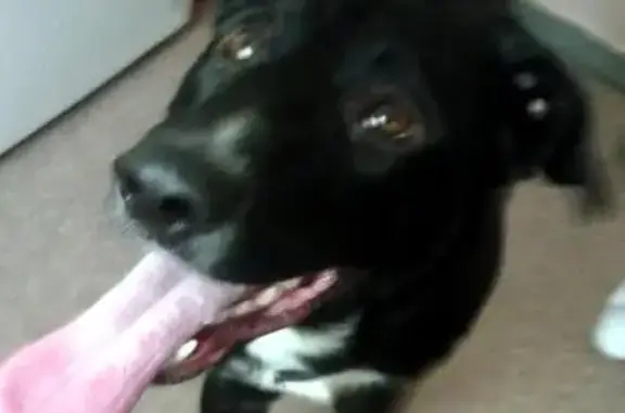 Найден чёрный пёс с белой грудкой в Липецке