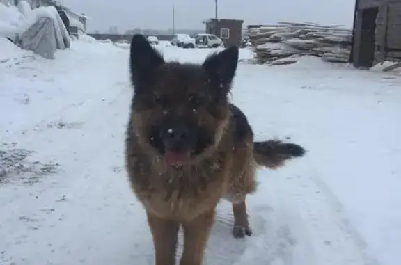 Собака найдена в деревне Ивашево, Московская область