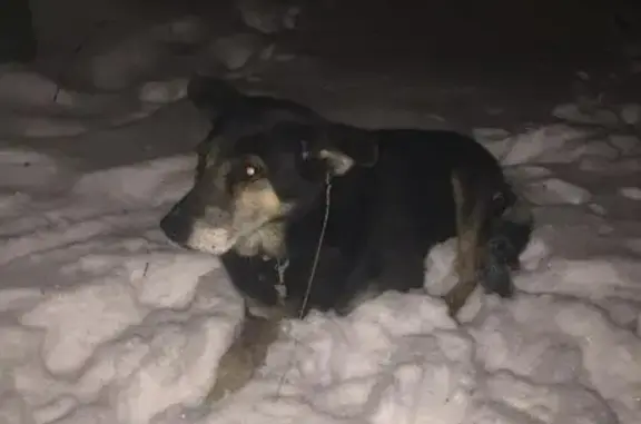 Пропала пожилая черная собака в Коптево