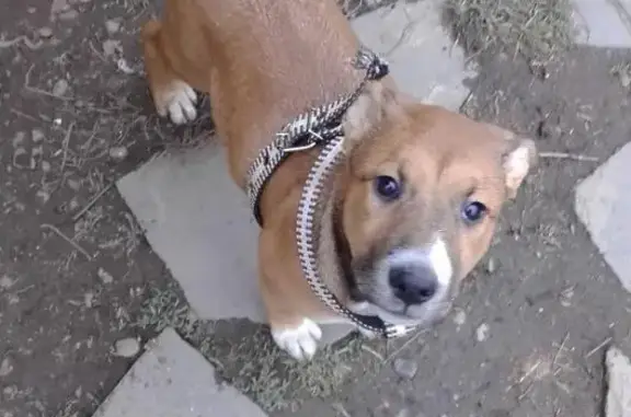 Пропала собака найдена в Белореченске