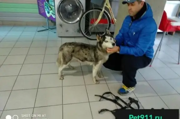 Пропала и найдена собака в Сочи, лайка хаски серого цвета