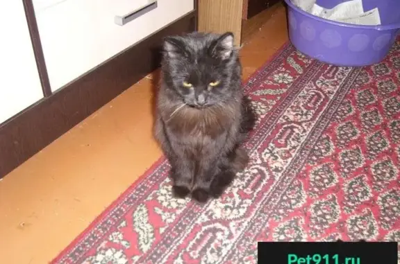 Пропала кошка, найдена на ул. Маяковского, Рязань