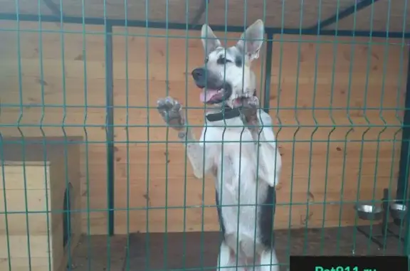 Пропала собака в Московской области с ошейником