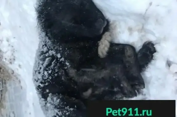 Найдена большая черная собака на станции Фабричная в Раменском, Московская область.