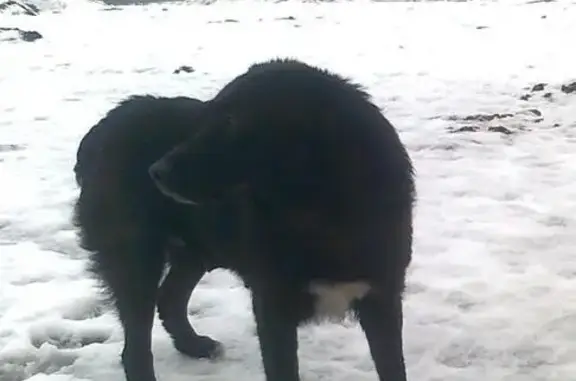 Пропала собака с белым пятном на груди в Новой Охте, СПб