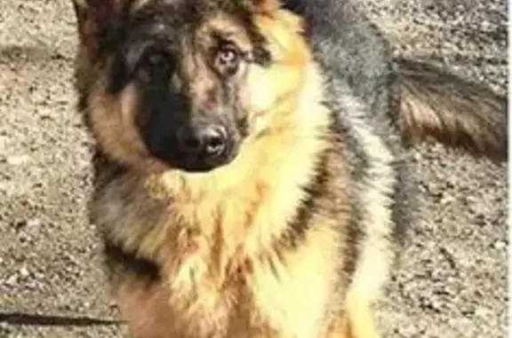 Пропала собака в селе Чистенькое, Крым.