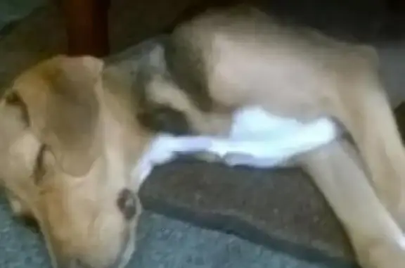 Собаки потеряшки, Молочно-Дворское, фото: Потеряшка собака с порезанной лапой в Тульской области