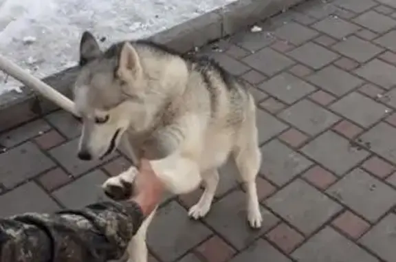 Собака Хаски с голубыми глазами в Ростове-на-Дону