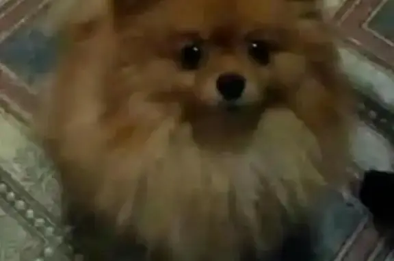 Собаки потеряшки, Крюковка, фото: Потеряшка собака возле санатория 