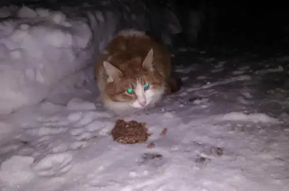 Найдена кошка на Знаменской улице, Москва