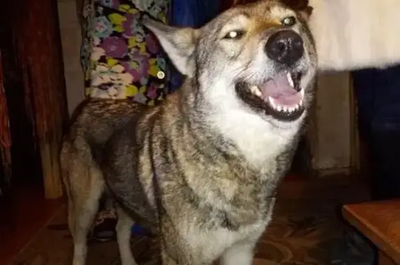 Собака найдена на платформе Выхино в Москве