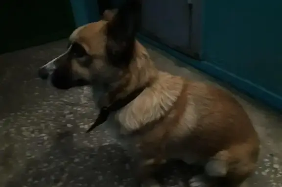 Найдена собака в Саяногорске.