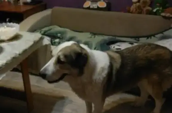 Собаки потеряшки, Рябеево, фото: Потеряшка собака в Новом Рябеево, Тверская область