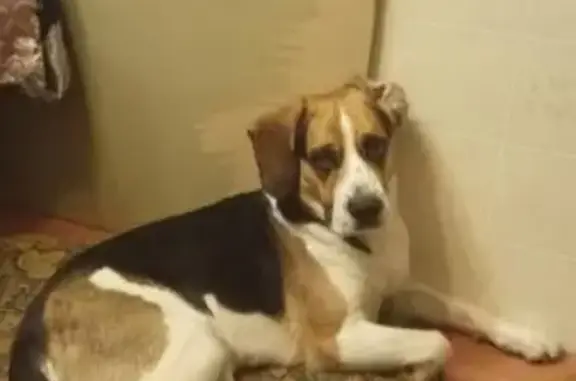 Собаки потеряшки, Темкинский район, фото: Потеряшка метис бигля в Смоленской области.