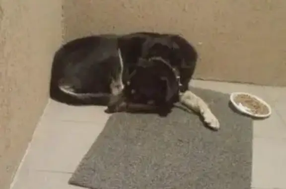 Найдена собака с ошейником в метро Алтуфьево