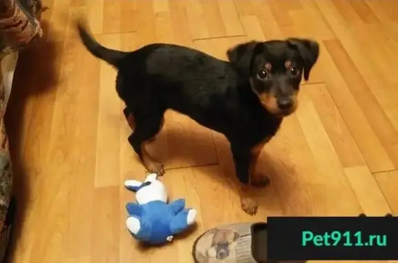 Пропала собака, найден щенок в Подольске
