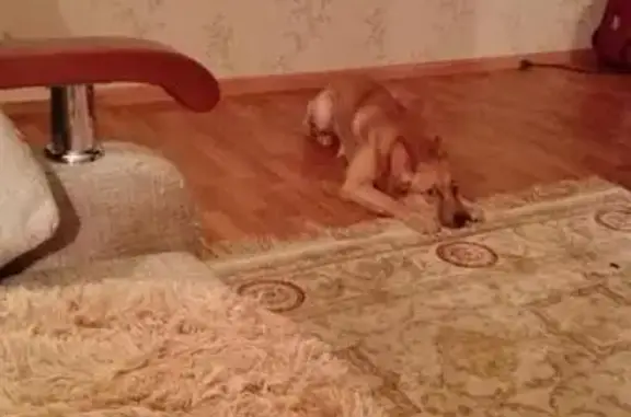 Пропала собака возле дома в Казани
